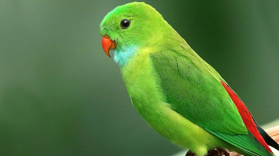 March 21, 2020 Bird Grooming Gala